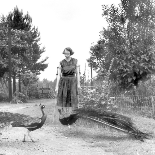 Köşedeki Kitapçı